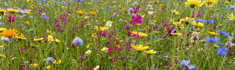 panorama of a collection of wildflowers in a meadow in summer sunshine. High quality photo panorama of a collection of wildflowers in a meadow in summer sunshine. High quality photo
