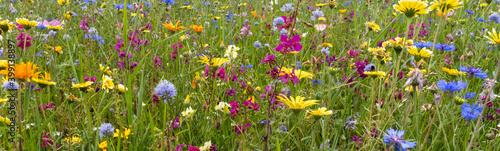 panorama of a collection of wildflowers in a meadow in summer sunshine. High quality photo © gabort
