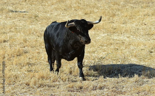 Fototapeta Naklejka Na Ścianę i Meble -  spanish fighting bull with big horns