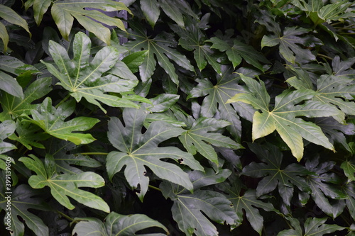 Japanese Aralia or Fatsia plant.