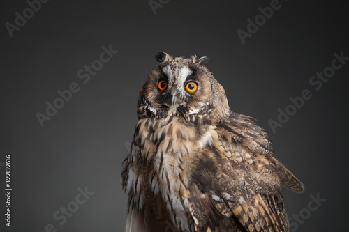 Beautiful eagle owl on grey background. Predatory bird