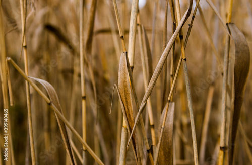 The texture of the dry yellow reed in autumn 