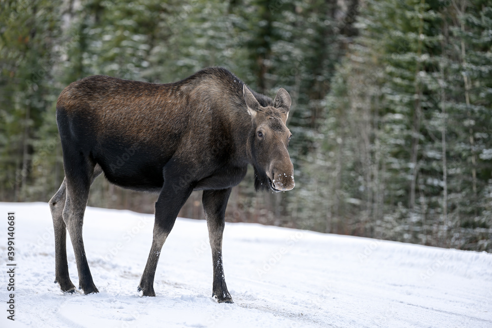 Cow moose (Alces alces) in Jasper National Park, Alberta, Canada Cow moose (Alces alces) in Jasper National Park, Alberta, Canada