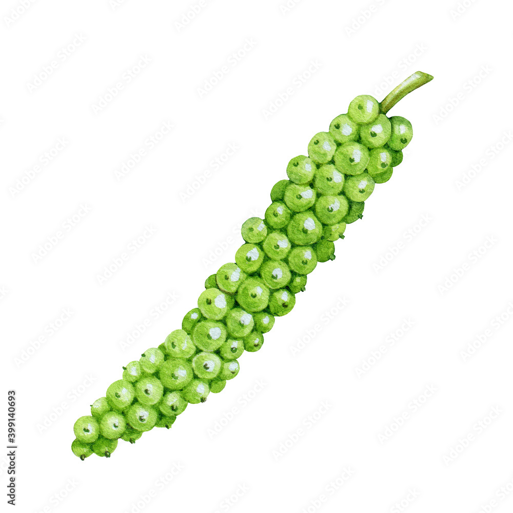 Black pepper spice berries watercolor illustration. Hand drawn realistic botanical piper nigrum herb image. Cooking spicy ingredient. Black pepper organic green seeds on white background. Black pepper spice berries watercolor illustration. Hand drawn realistic botanical piper nigrum herb image. Cooking spicy ingredient. Black pepper organic green seeds on white background.
