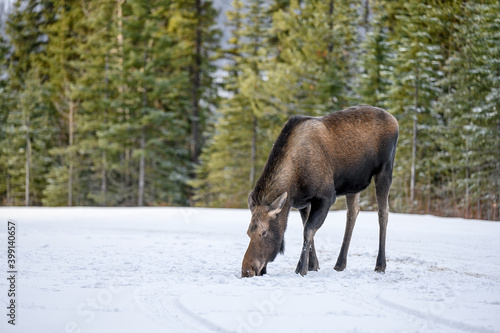 Cow moose (Alces alces) in Jasper National Park, Alberta, Canada