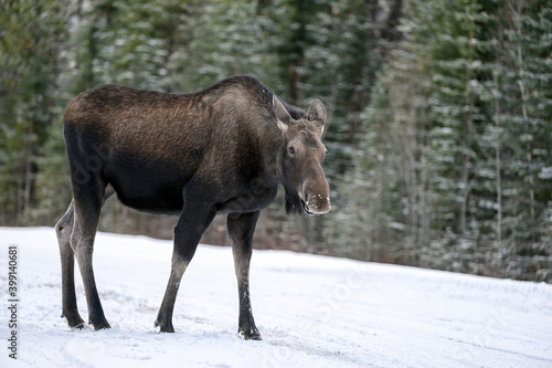 Cow moose (Alces alces) in Jasper National Park, Alberta, Canada