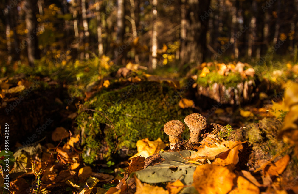 Close up Puffball mushrooms (Lycoperdon perlatum) growing out of the leaf litter on the forest floor in autumn Close up Puffball mushrooms (Lycoperdon perlatum) growing out of the leaf litter on the forest floor in autumn