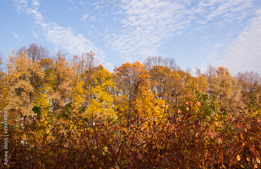Fototapeta premium Colorful autumn forest view with blue cloudy sky background