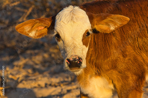 Red-haired calf with white head at dusk