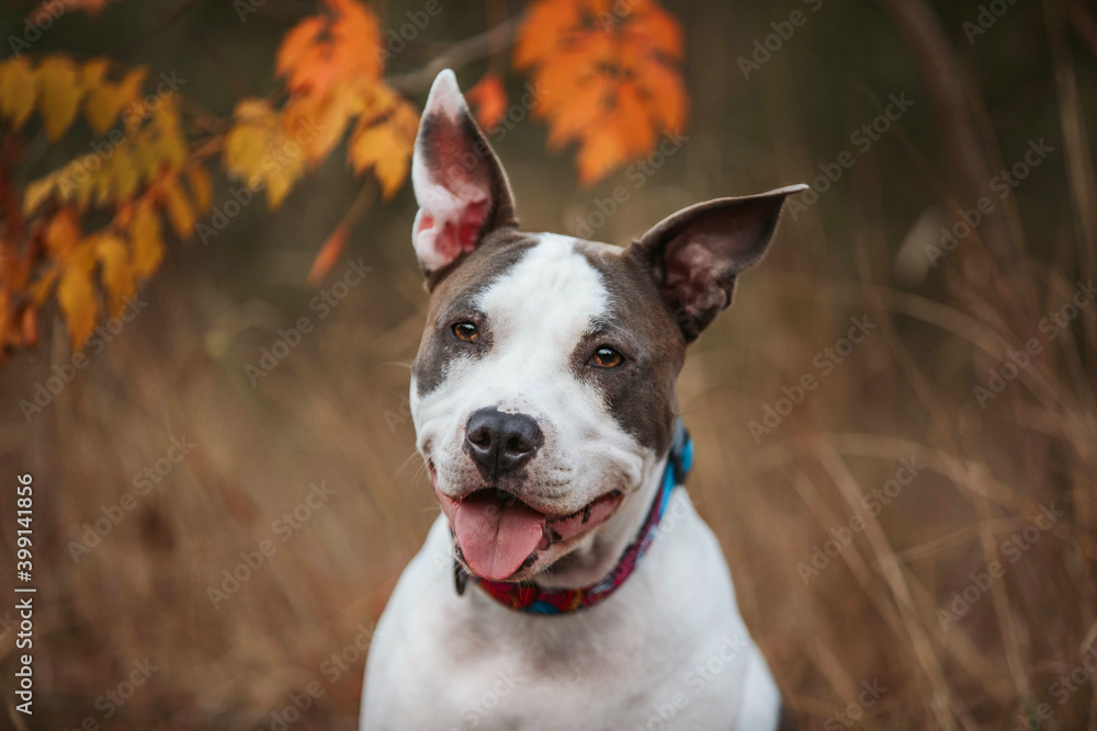Amstaff portrait dog staffordshire terrier