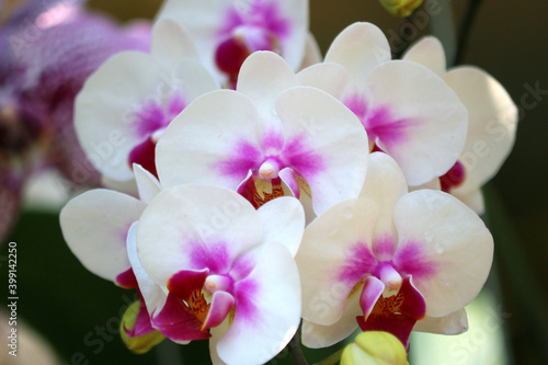 white orchid flower in garden