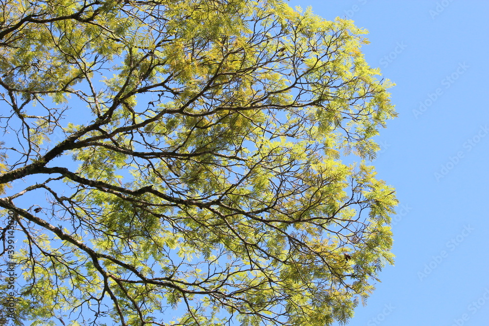 sky blue and green tree sky blue and green tree