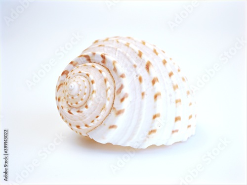 Seashell tonna dolium isolated in white background ,sea snail ,tun snail