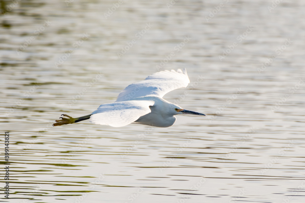 White Egret bird spreads wings wide to glide over the pond water surface to opposite shore. White Egret bird spreads wings wide to glide over the pond water surface to opposite shore.