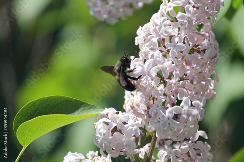 impollinatore