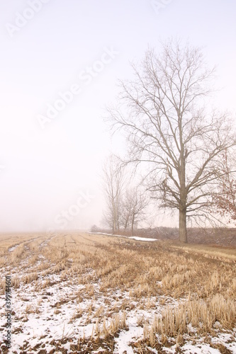 risaia d'inverno