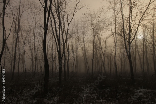 nebbia