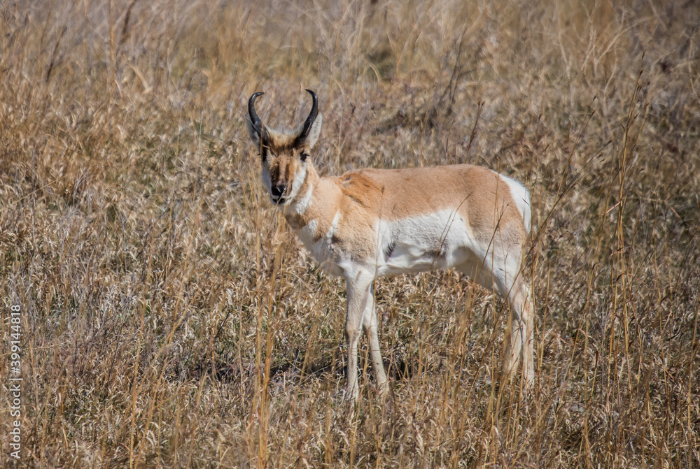 Pronghorn Antelope grazing in prairie Pronghorn Antelope grazing in prairie