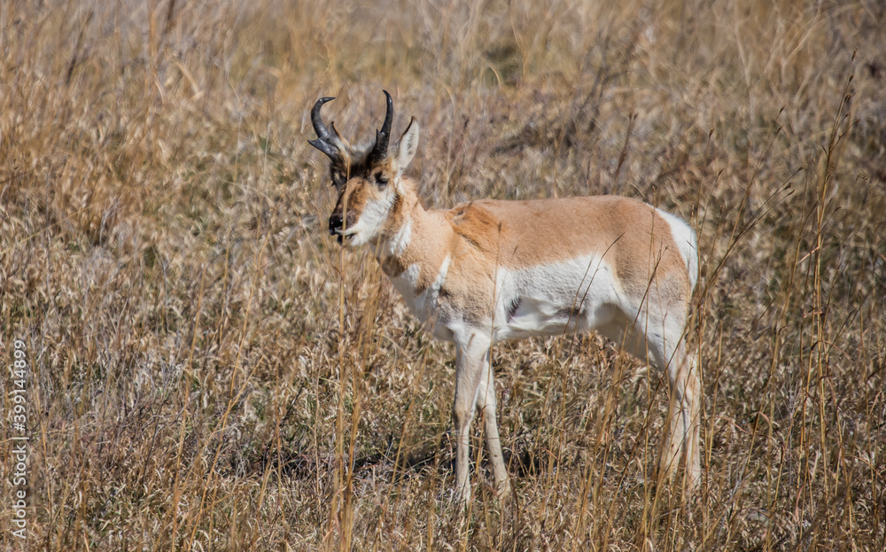 Pronghorn Antelope grazing in prairie Pronghorn Antelope grazing in prairie