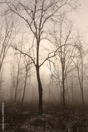 albero nebbia