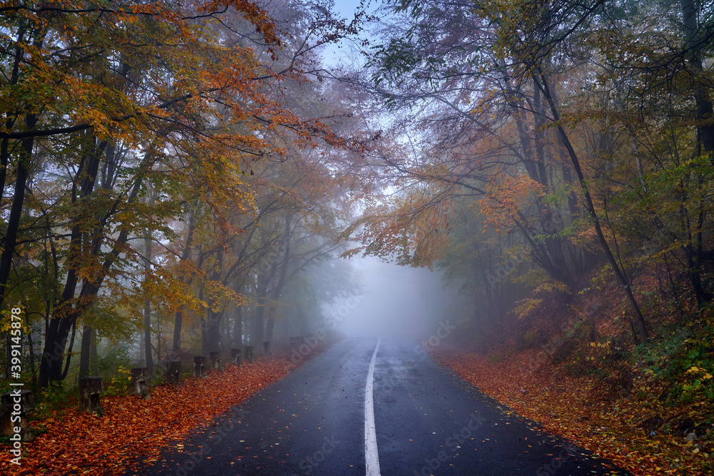 Road through autumnal forest