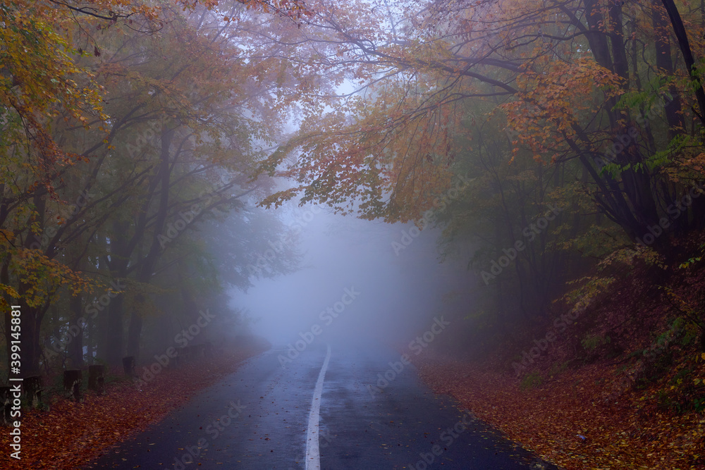 Road through autumnal forest Road through autumnal forest