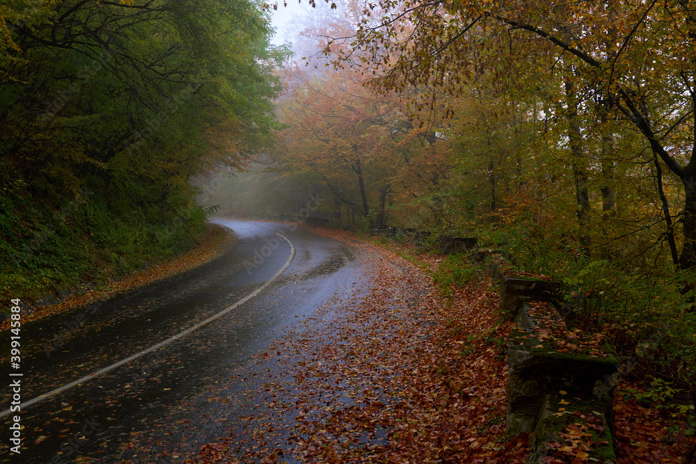 Road through autumnal forest Road through autumnal forest
