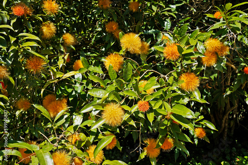 Yellow Powder Puff flowers (Stifftia chrysantha), Rio, Brazil 