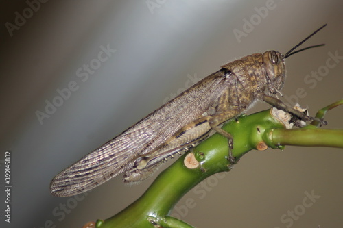 locusta