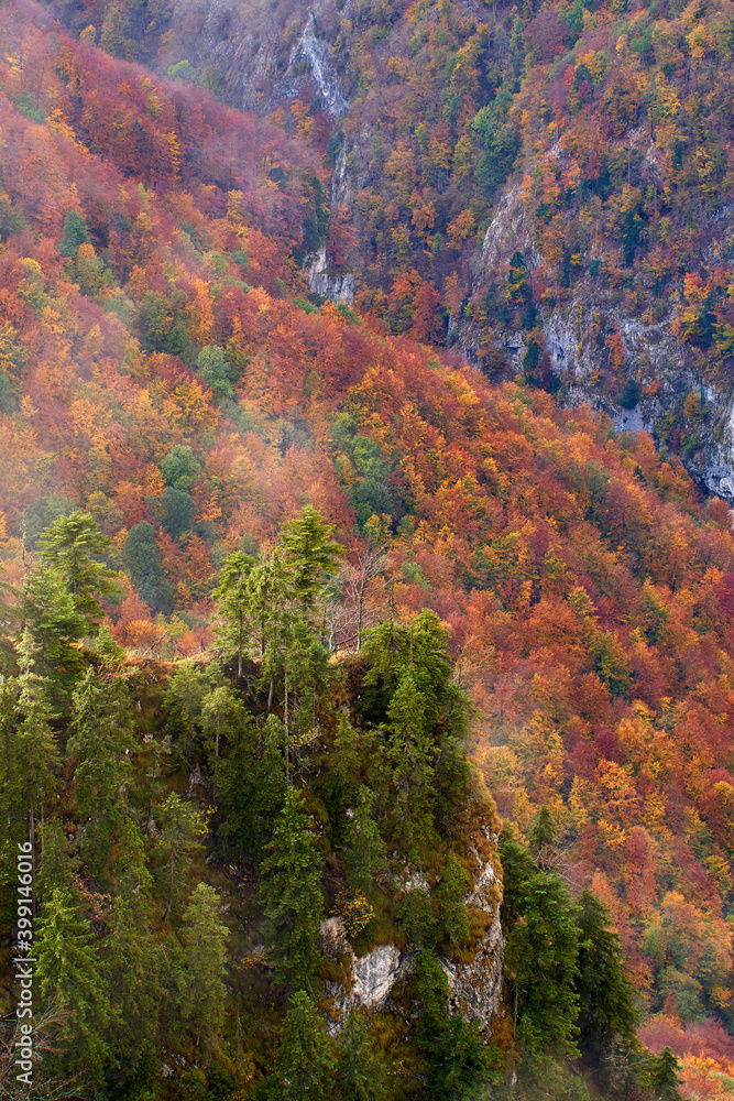 Vibrant forests on mountain