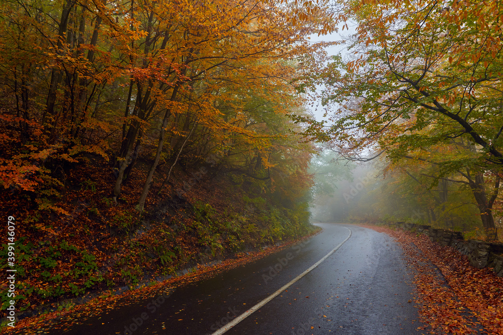 Fototapeta premium Road through autumnal forest