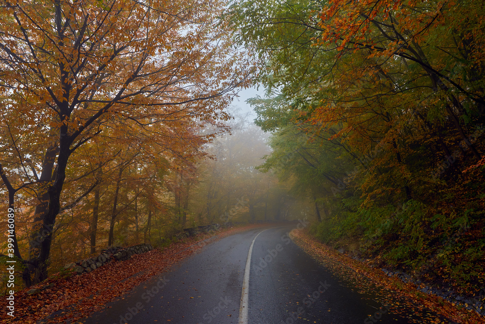 Road through autumnal forest