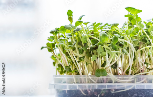 Close-up of radish or mustard microgreens. Growing microgreen sprouts close up view. Germination of seeds at home. Vegan and healthy eating concept. Sprouted seeds, micro greens.