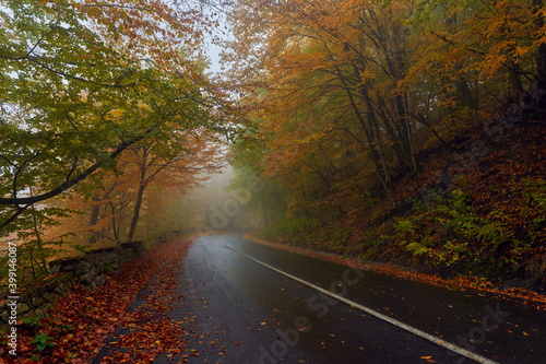 Road through autumnal forest