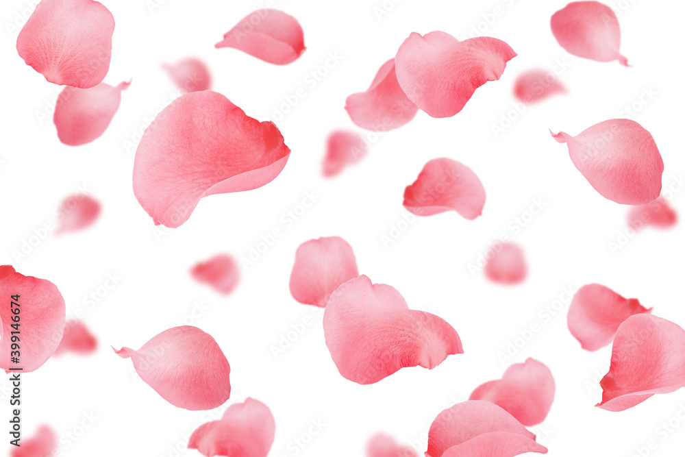 Falling Rose petal, isolated on white background, selective focus