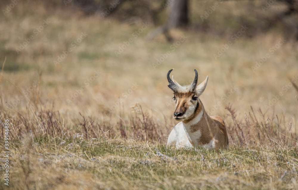 Pronghorn Antelope grazing in prairie Pronghorn Antelope grazing in prairie