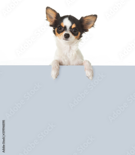 Chihuahua with a sign to write a message