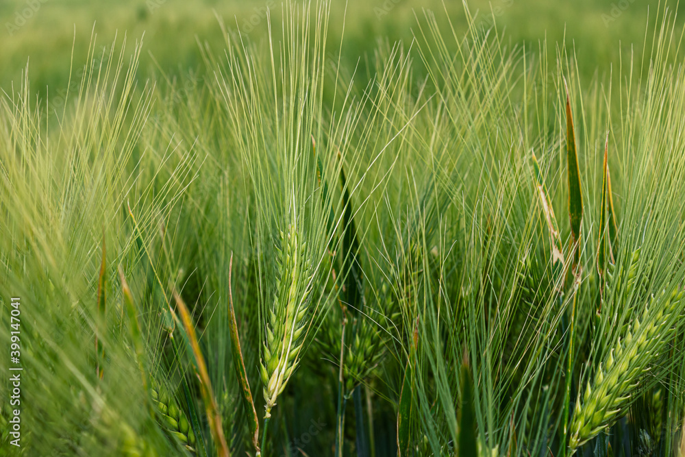 Obraz premium green wheat field