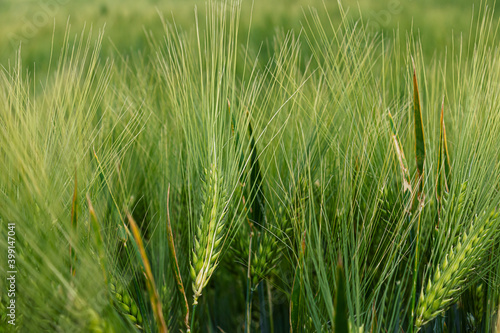 green wheat field © stop.i.will.shoot