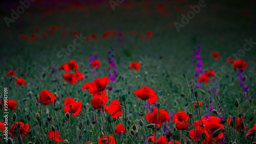 field of red poppy