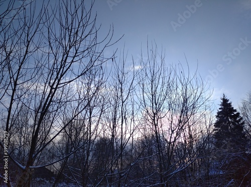 sunset in the forest