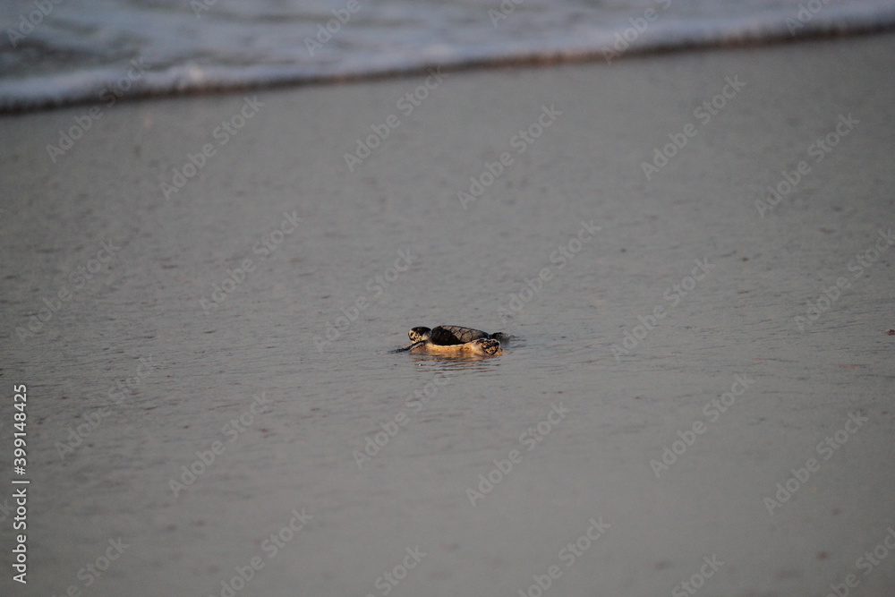 Fototapeta premium New born Green Sea Turtle crawling towards the water