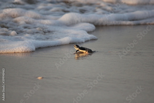 Tableau sur toile New born Green Sea Turtle crawling towards the water