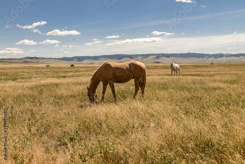 Horse grazing in the grass with horses in the background  and mountains in the background with morning light. © ChristyLangPhotos