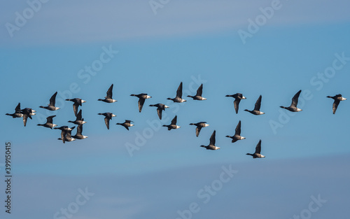 Brent Geese  in flight, Brent Goose (Branta bernicla) in Devon in England, Europe © Maciej Olszewski