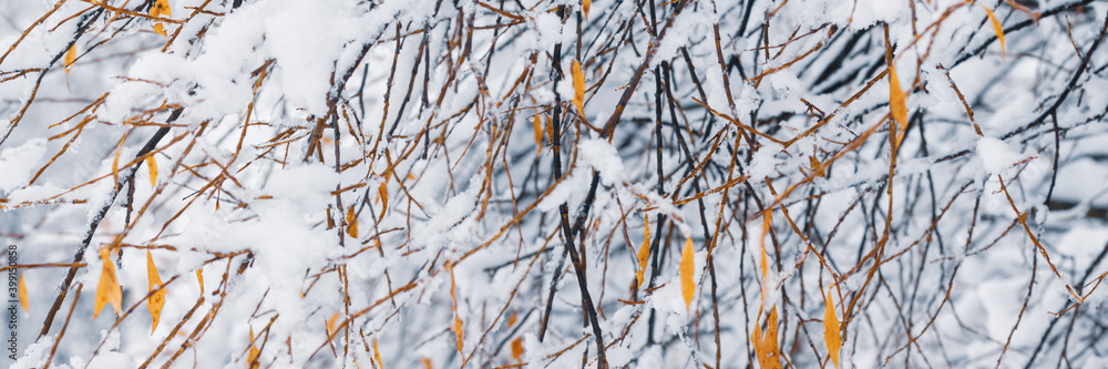 Snow on the branches of trees and bushes after a snowfall. Beautiful winter background with snow-covered trees. Autumn leaves on plants in a forest park. Cold snowy weather. Cool texture of fresh snow Snow on the branches of trees and bushes after a snowfall. Beautiful winter background with snow-covered trees. Autumn leaves on plants in a forest park. Cold snowy weather. Cool texture of fresh snow