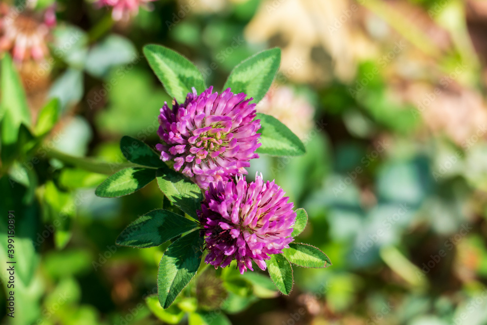 Roter Wiesen Klee, mit lila, violett farbener Blüte Roter Wiesen Klee, mit lila, violett farbener Blüte
