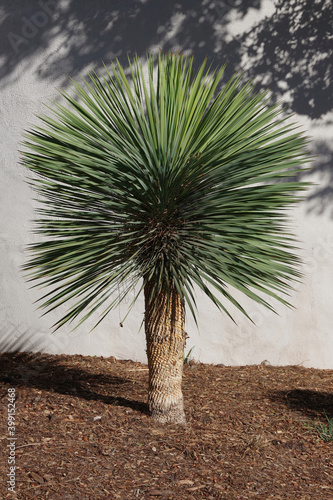 Small young single yucca rostrata tree