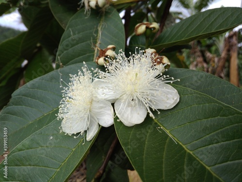 Guava Flower, Cianjur, Indonesia - 2020 photo