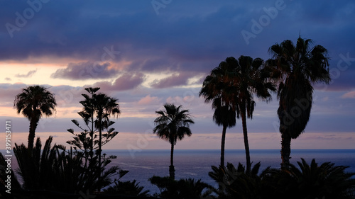 sunset over the ocean with palms
